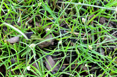 Isolepis subtilissima