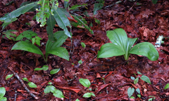 Veratrum parviflorum