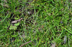 Isolepis subtilissima