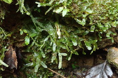 Pallavicinia innovans