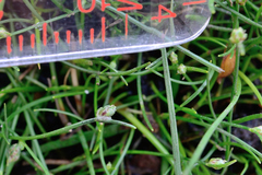 Isolepis subtilissima