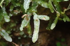 Pallavicinia innovans