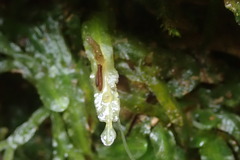 Pallavicinia innovans