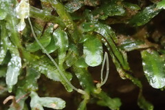 Pallavicinia innovans