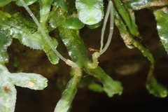 Pallavicinia innovans