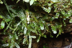 Pallavicinia innovans