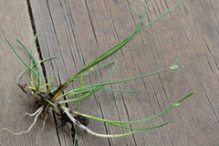 Isolepis subtilissima