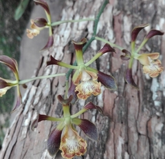 Encyclia parviflora