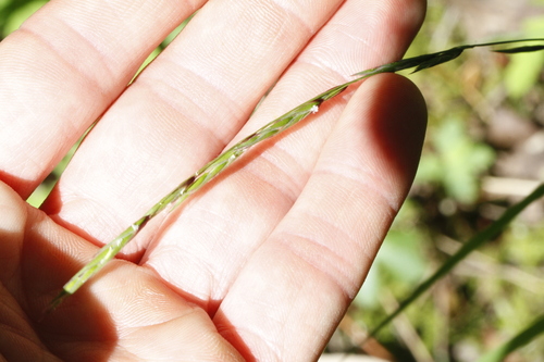 Image of Melica subulata by (c) J Straka, some rights reserved (CC BY)