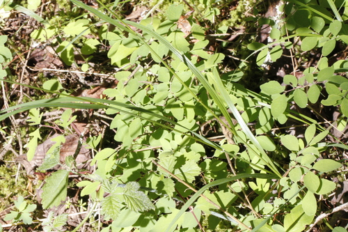 Image of Melica subulata by (c) J Straka, some rights reserved (CC BY)