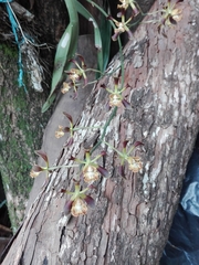 Encyclia parviflora
