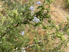 Ceanothus papillosus