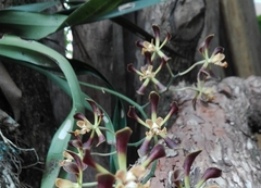 Encyclia parviflora