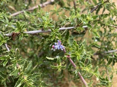 Ceanothus papillosus