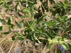Ceanothus papillosus