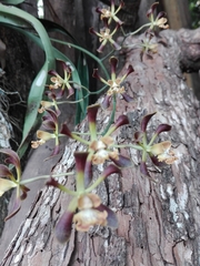 Encyclia parviflora
