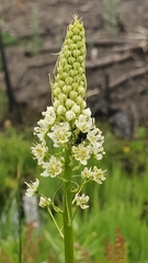 Toxicoscordion venenosum venenosum