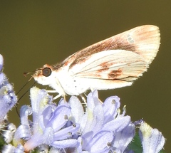 Vettius fantasos