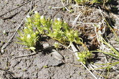 Gratiola ebracteata