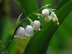 Convallaria pseudomajalis