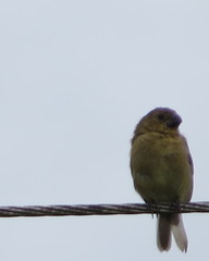 Sporophila minuta