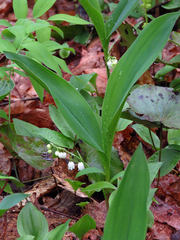 Convallaria pseudomajalis