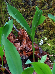 Convallaria pseudomajalis