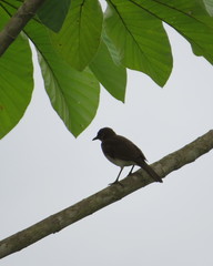 Turdus ignobilis