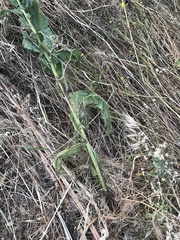 Verbascum galilaeum