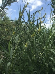 Verbascum galilaeum