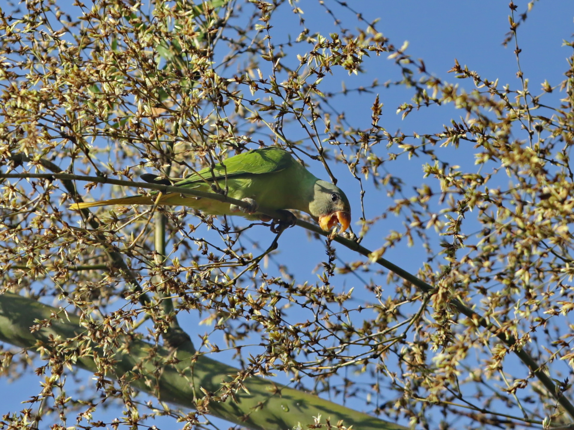 Grey-headed Parakeet