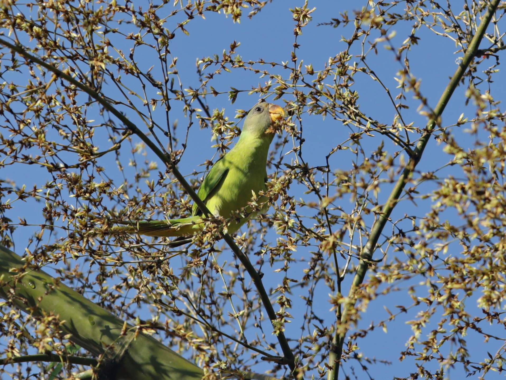 Grey-headed Parakeet