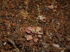 Eriogonum covilleanum