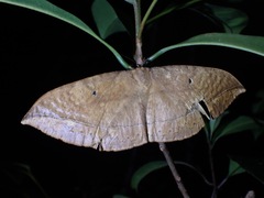 Sphingognatha asclepiades