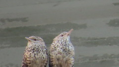 Campylorhynchus zonatus