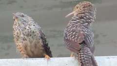Campylorhynchus