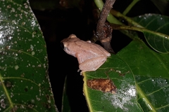 Pseudophilautus wynaadensis