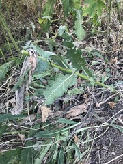 Verbascum galilaeum