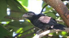 Crotophaga