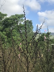 Verbascum galilaeum