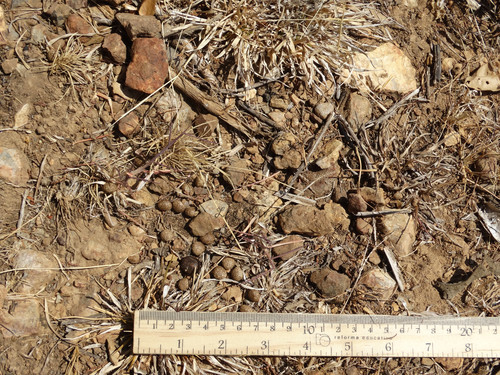 Omilteme Cottontail