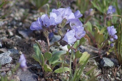 Phacelia divaricata