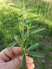 Pediomelum tenuiflorum