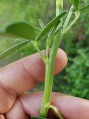 Pediomelum tenuiflorum