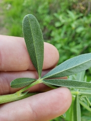 Pediomelum tenuiflorum