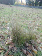 Juncus imbricatus