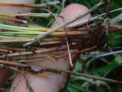 Juncus imbricatus