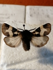 Watsonarctia deserta