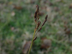 Juncus imbricatus