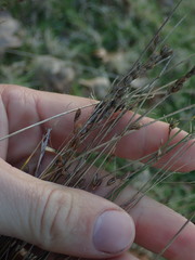 Juncus imbricatus